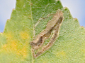 Stigmella trimaculella